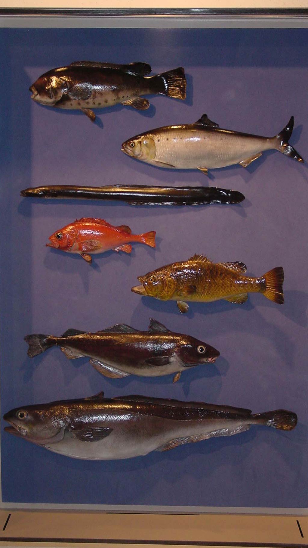 samples of different fishes