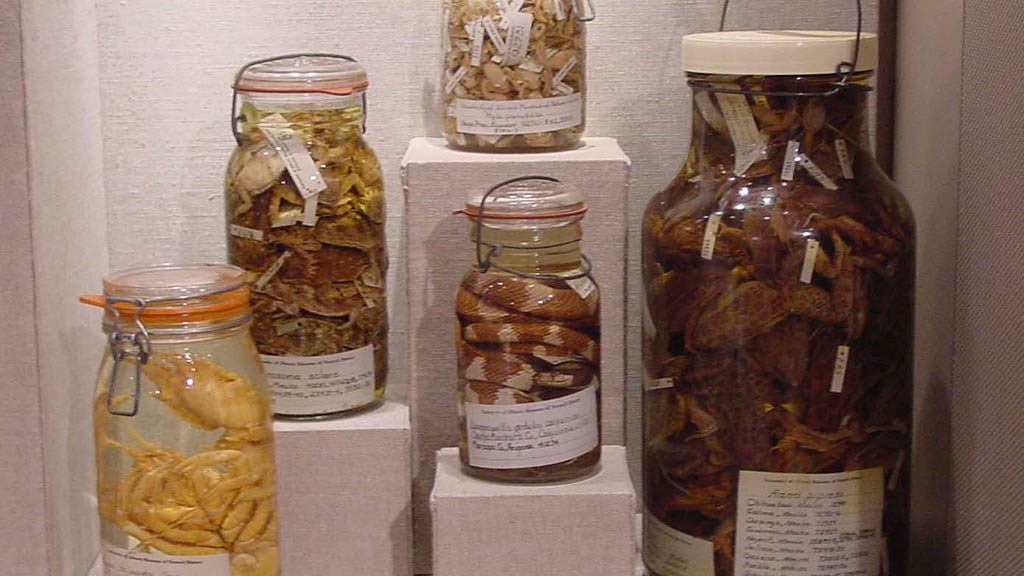 diffrent animals like snakes inside of jars