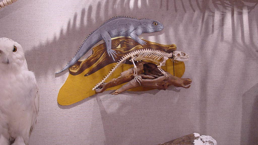 lizard bone