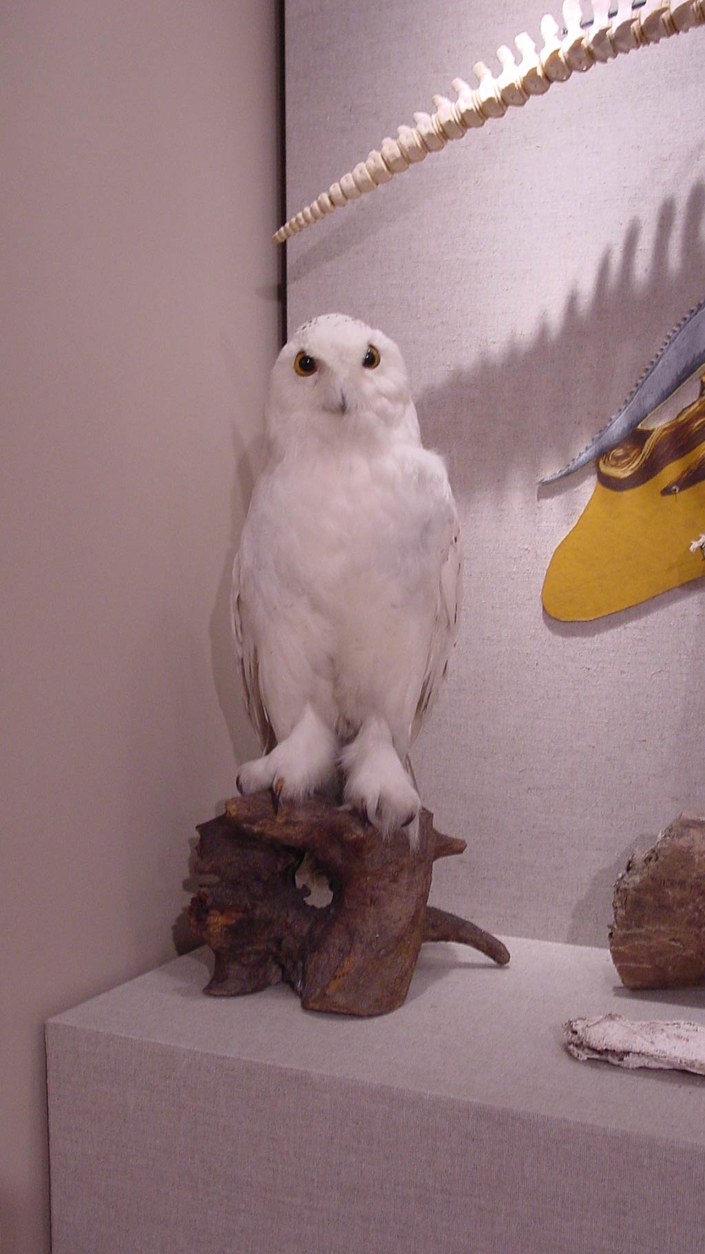 white owl