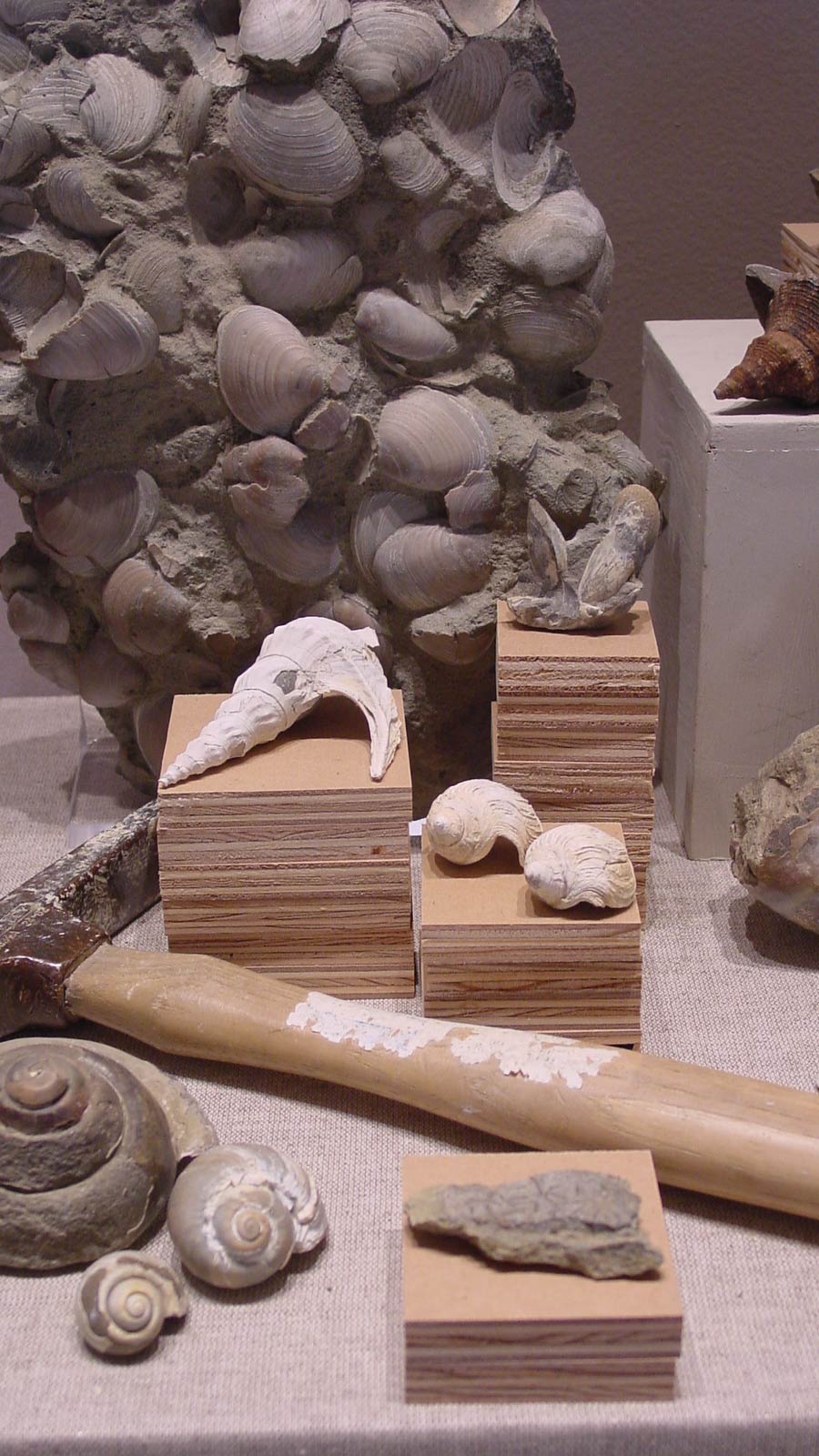 closeup of all sorts of trumpet shells